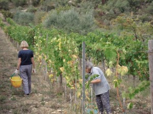 Harvest Chianti Wine